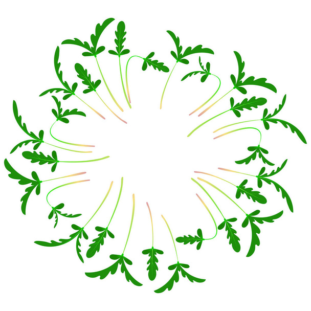 Microgreens Shungiku. Organizado em círculo. Fundo branco
 - Vetor, Imagem