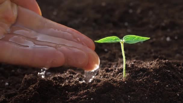 Jonge plant water geven in de tuin - Video