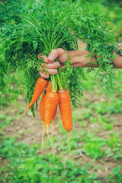 A man in the garden with a carrot in his hands. Selective focus. nature - Foto, Bild