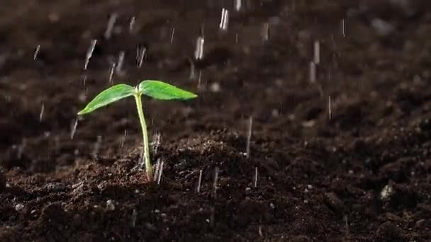 壊れやすい小さな緑の植物に水をやる - 映像、動画