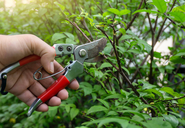 gardener pruning shears to cut the branches of mok tree on nature background. - Фото, изображение