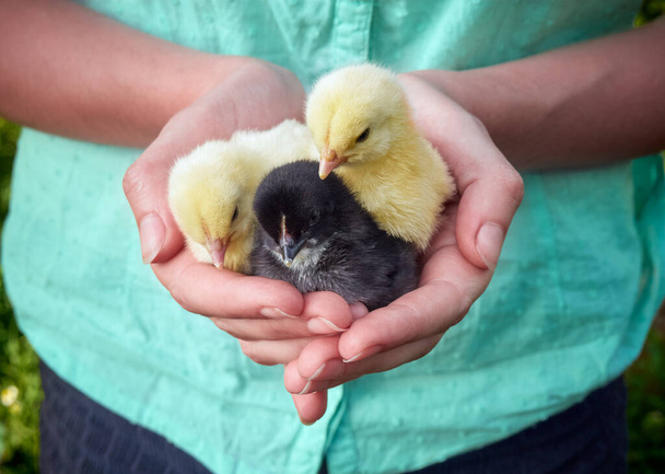 Small chicks in the hands. - Photo, Image