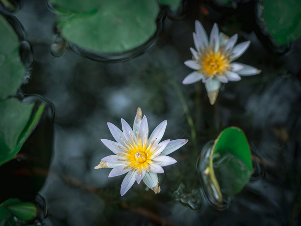Beautiful white lotus flower in the pond with green lotus leaves, dark tone. - Photo, Image