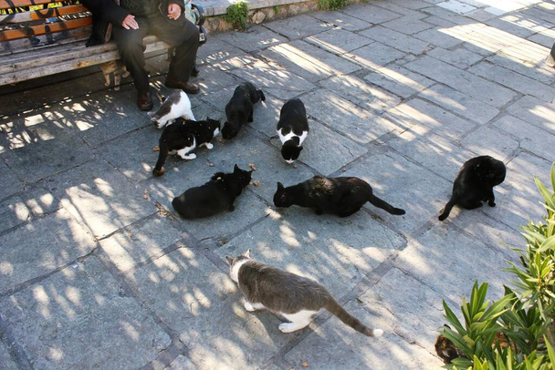 Αδέσποτες γάτες τρώνε ξηρά τροφή για γάτες έξω - Φωτογραφία, εικόνα