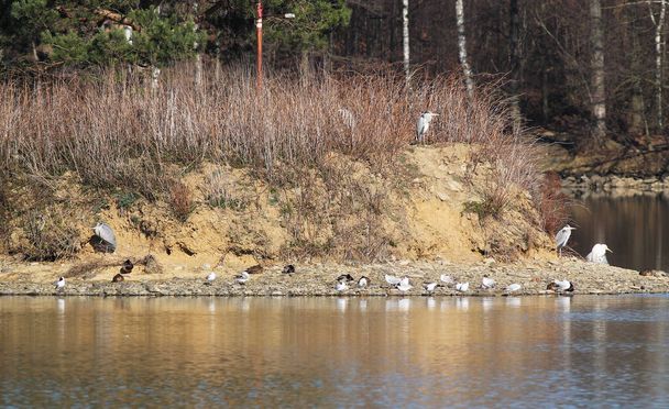 diverses espèces d'oiseaux aquatiques (hérons, canards, goélands) sur l'île dans un barrage à Baska, République tchèque
 - Photo, image
