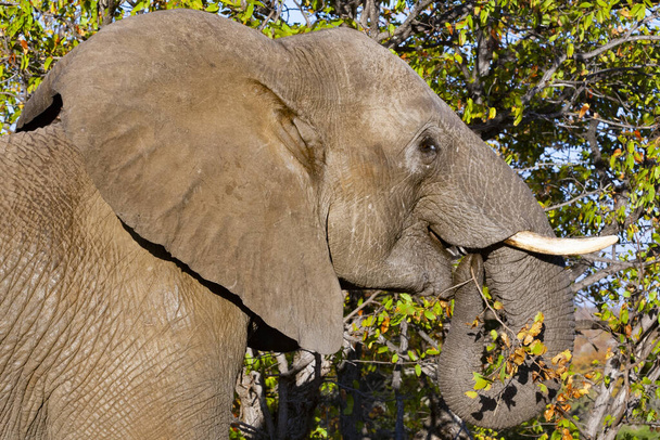 African elephant in it's natural habitat in Kruger National Park, South Africa - Photo, Image