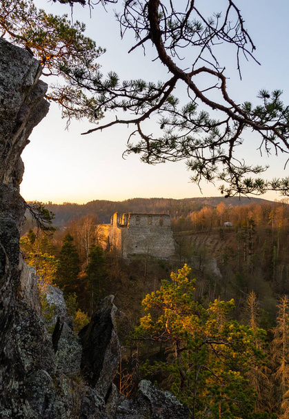 Old ruin Divci kamen with rock and tree at morning sunrise. Czech republic - Photo, Image