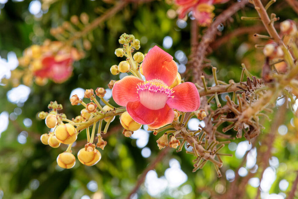 Blooming of cannon ball tree. This flower's scientific name is couroupita guianensis. Flower of Buddha and is grown in the tropics. - Photo, Image
