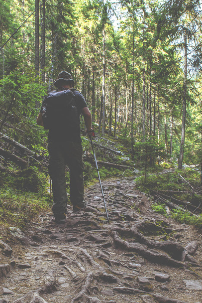 Turista com uma mochila, paus e um chapéu vai para as montanhas através da floresta em um caminho de montanha
 - Foto, Imagem
