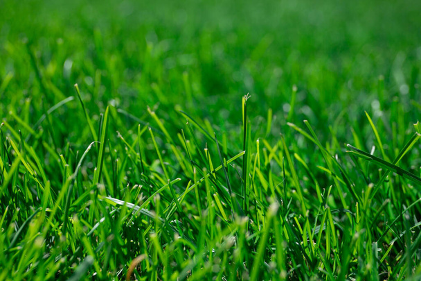 Mooie achtergrond van groen gras. Vers groen gras - Foto, afbeelding