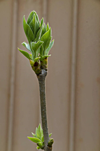 Paulownia tomentosa junger Baum mit frischen Blättern im Frühling, Sofia, Bulgarien   - Foto, Bild