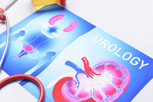 Picture of urogenital system on white background - Photo, Image