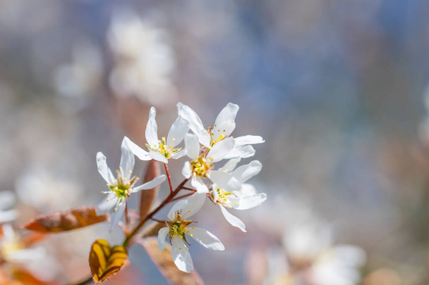 an  amelanchier asiatica flower against a blurred background - Photo, Image