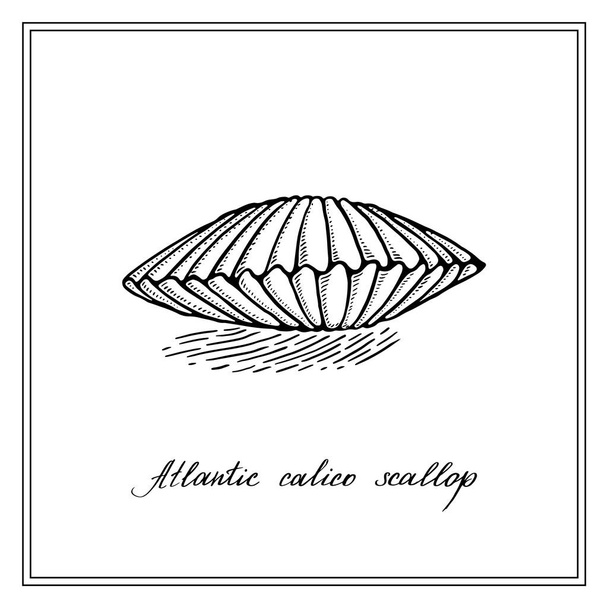 Atlantic calico scallop. Black and white square card. Seashell. Hand-drawn collection of greeting cards. Vector illustration on a white background. - Vector, Image