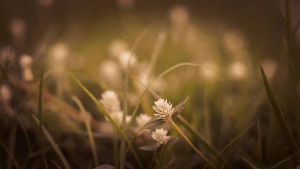 Concentration sélective de fleurs de prairie de marguerite blanche fond vert
. - Photo, image