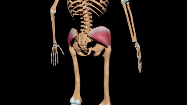 Ten film pokazuje mięśnie pośladka na szkielecie - Materiał filmowy, wideo