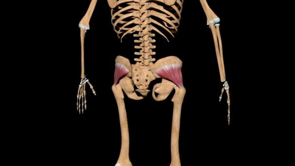 Ten film pokazuje mięśnie pośladka na szkielecie - Materiał filmowy, wideo