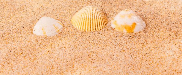 Sea shells on fine sea sand. Banner. - Foto, afbeelding