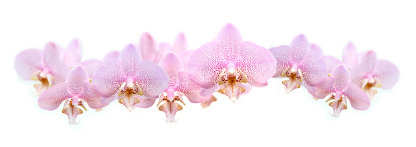 Guirnalda de orquídea
 - Foto, imagen