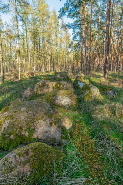 Prehistoric megalith stones along the famous "Graeberweg" near Haldensleben in Germany - Foto, Imagen