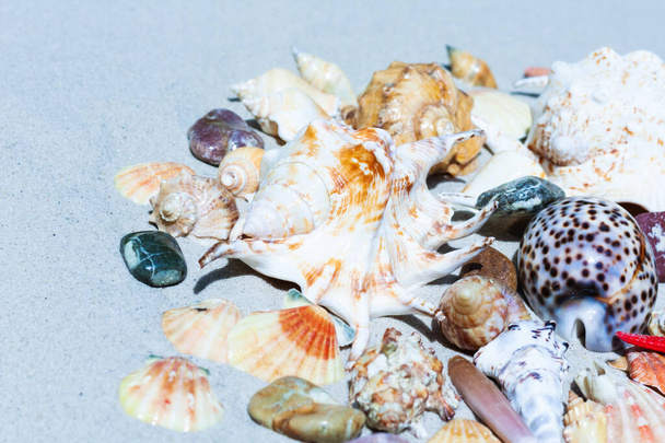 Seashells, sea stars, coral and stones on the sand, summer beach background travel concept with copy space for text - Foto, imagen