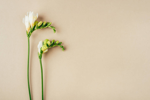 Floral background. Freesia flowers on a beige background. - Fotó, kép