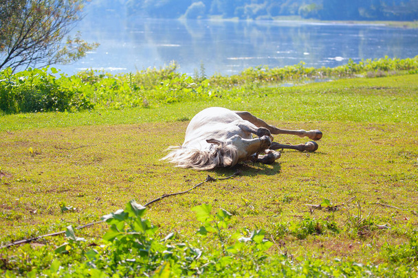caballo blanco acostado en la hierba fresca
 - Foto, imagen