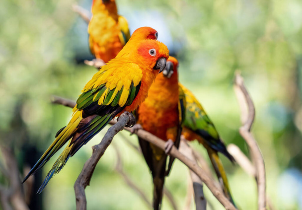 Closeup Sun Conure Parrot Perched on Branch Isolated on Background - Photo, Image