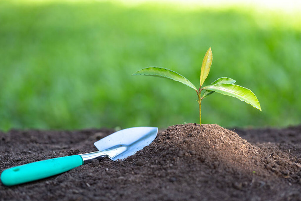 土壌から成長し、スプーンを植える苗。世界環境デーのコンセプト環境に優しい植物の木を育てる苗の世話地球温暖化を減らすための植え付け. - 写真・画像