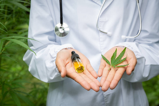 hemp oil and cannabis leaves placed in the hands of a doctor or researcher, background with stethoscope, medical concepts, alternative medicine, cbd oil, the pharmaceutical and therapeutic industries. - Photo, Image