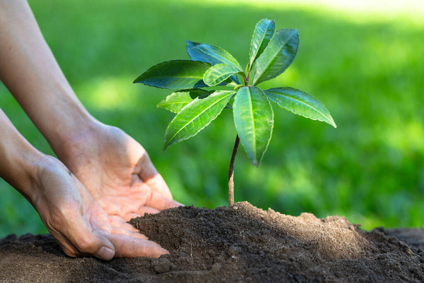 Mudas em crescimento com solo completo. Fundo natural tom verde. A ideia de plantar árvores para salvar o mundo e o aquecimento global.O solo é rico em vários minerais para que as mudas floresçam.
. - Foto, Imagem