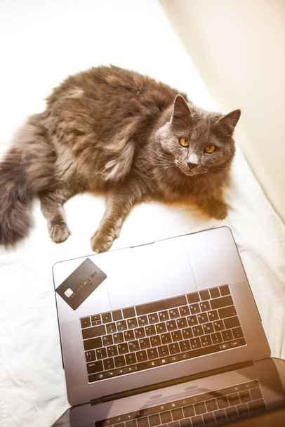 gato está deitado na cama com laptop e cartão de crédito nele
 - Foto, Imagem