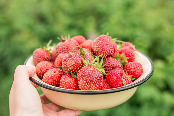 Fresh strawberry in bowl in the garden Green grass Outdoor Summer Selective Focus Copy space Green grass - Foto, afbeelding