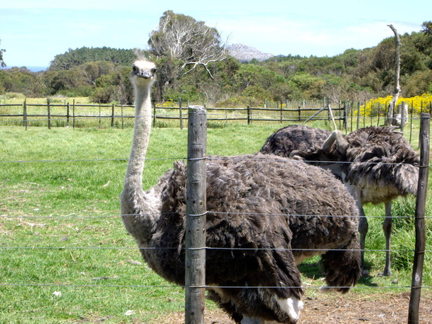 страусы на ферме в ЮАР
 - Фото, изображение