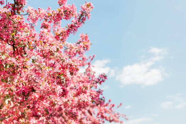 Beautiful blooming cherry blossom in spring time - Foto, afbeelding