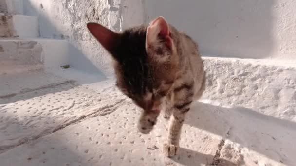 Brown Tabby using his Paw to Clean his Face. Tinos Island, Greece. - Footage, Video
