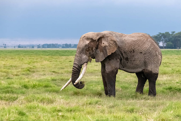 Um velho elefante caminhando na savana na África, belo animal no parque Amboseli no Quênia
 - Foto, Imagem