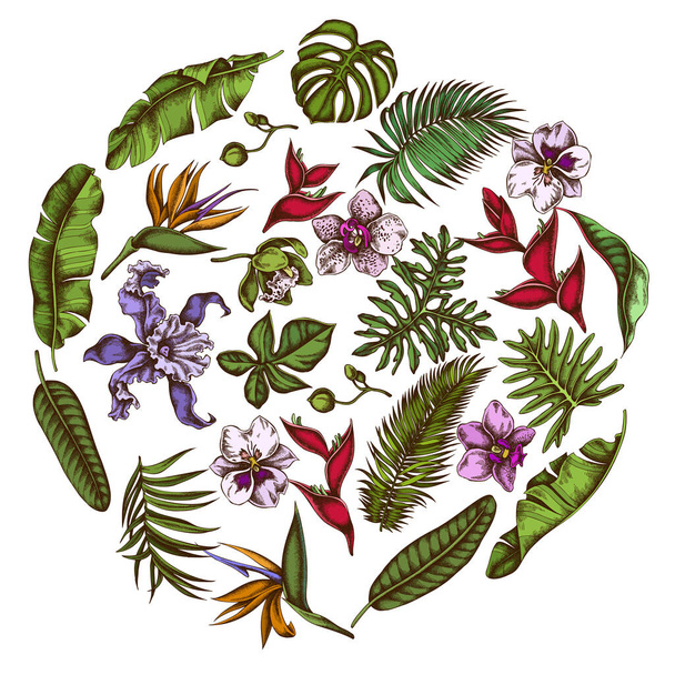 Kulatý květinový design s barevnou příšerou, listy banánové palmy, strelitzie, helikonie, listy tropické palmy, orchideje - Vektor, obrázek