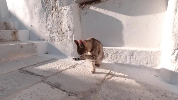 Brown Tabby using his Paw to Clean his Face. Tinos Island, Greece. - Footage, Video