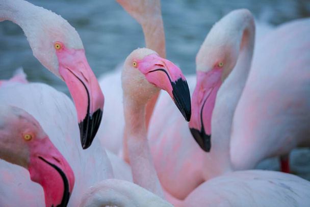 розовые фламинго в воде  - Фото, изображение