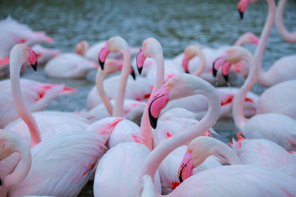 flamencos rosados en el agua  - Foto, imagen