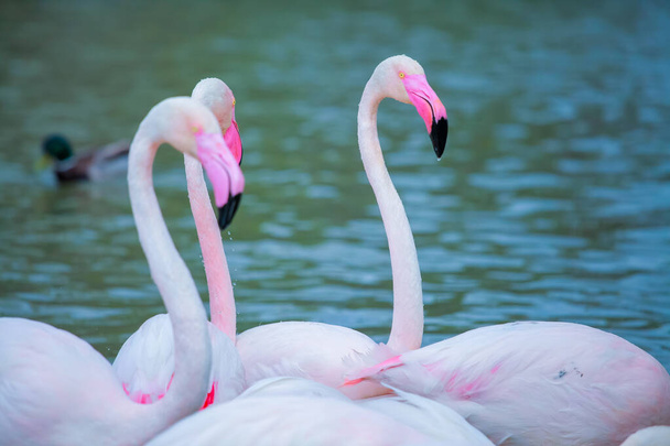 flamingos rosa na água  - Foto, Imagem