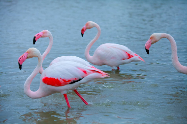 pink flamingos in the water  - Photo, Image