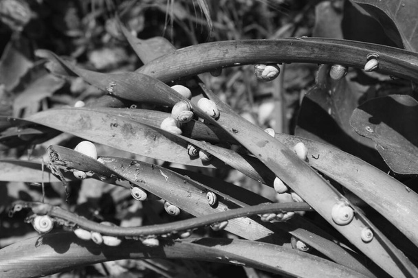 Foto branca preta de um monte de caracóis nas folhas
 - Foto, Imagem