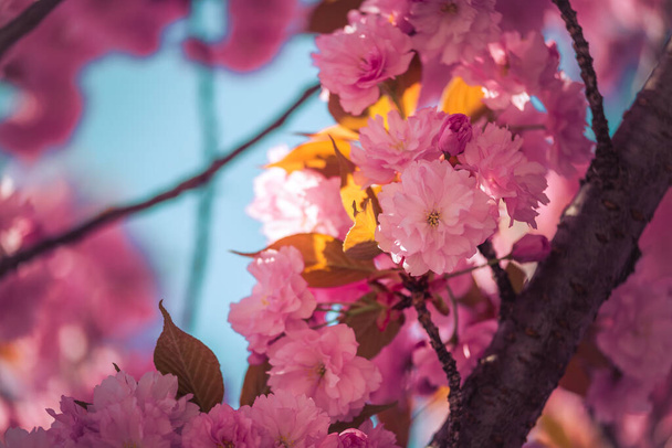 Nahaufnahme Bild von rosa blühenden Kirschblüten, Kopierraum - Foto, Bild
