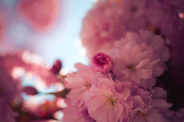 Close up picture of pink blooming cherry blossoms, copy space - Foto, Imagem