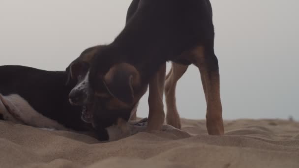 Dos lindos cachorros de perro abrazándose juntos en la playa de arena cerca de cámara lenta. Cachorros divertidos acostados en la orilla del mar mascotas felices con palo en la boca. Concepto de protección de los animales sin hogar. Cuidado de los alimentos caninos
 - Metraje, vídeo