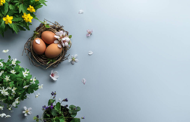 Yuvadaki Paskalya yumurtaları ve açık mavi arka plandaki orman menekşeleri. Mutlu Paskalyalar, üst manzara, düz yatak - Fotoğraf, Görsel