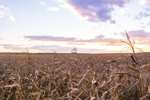 Kuru mısır tarlasında gün batımı - Fotoğraf, Görsel