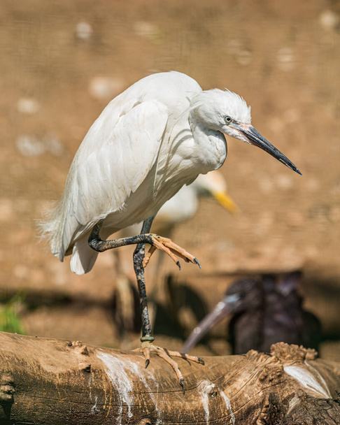 white egret standing on one leg on log other one in air, in zoo - Фото, зображення